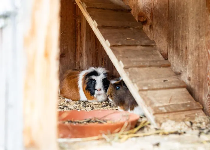 Hornergut * التنماركت ام بوناغ